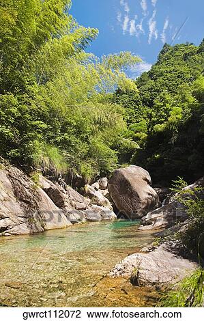 Trees in a forest, Emerald Valley, Huangshan, Anhui Province, China View Large Photo Image Stock Image - Trees in a forest, Emerald Valley, Huangshan, Anhui Province, China. Fotosearch
