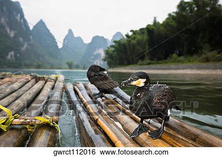 Two seabirds on a wooden raft, Li River, XingPing, Yangshuo, Guangxi Province, China View Large Photo Image Stock Photograph - Two seabirds on a wooden raft, Li River, XingPing, Yangshuo, Guangxi Province, China. Fotosearch
