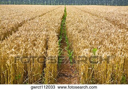 Wheat crop in a field, Zhigou, Shandong Province, China View Large Photo Image Stock Image - Wheat crop in a field, Zhigou, Shandong Province, China. Fotosearch