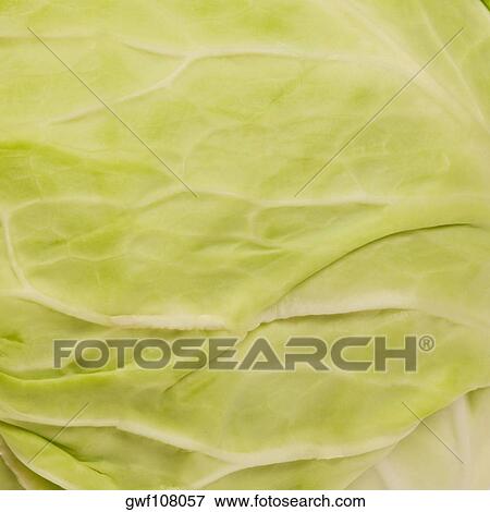 Close-up of a cabbage View Large Photo Image Stock Photo - Close-up of a cabbage. Fotosearch