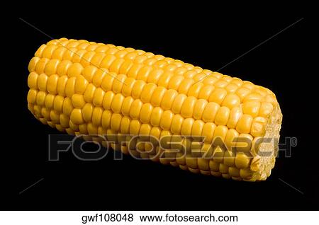 Close-up of a corncob View Large Photo Image Stock Photo - Close-up of a corncob. Fotosearch