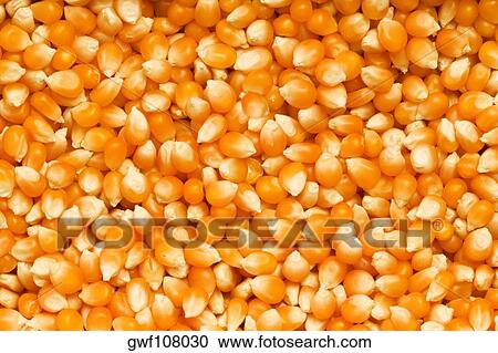Stock Image - Close-up of corn kernels. Fotosearch
