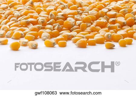 Close-up of corn kernels View Large Photo Image Stock Image - Close-up of corn kernels. Fotosearch