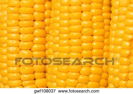 Close-up of three corncobs View Large Photo Image Stock Photo - Close-up of three corncobs. Fotosearch