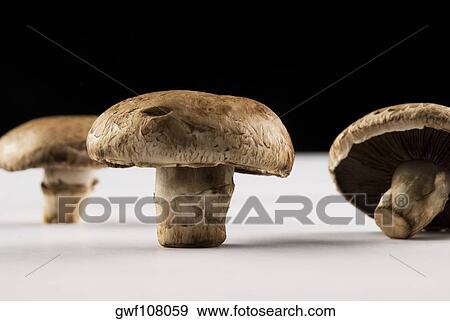 Stock Photo - Close-up of three mushrooms. Fotosearch