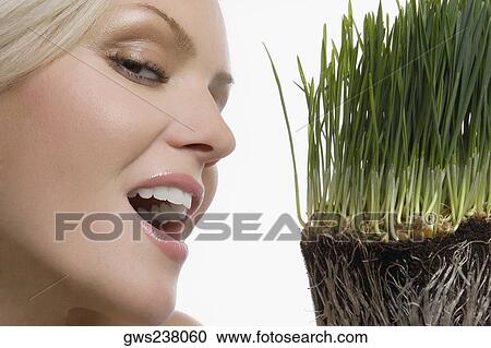 Close-up of a young woman smiling with wheatgrass in front of her face View Large Photo Image Stock Image - Close-up of a young woman smiling with wheatgrass in front of her face. Fotosearch