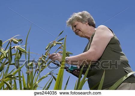 Stock Photography - Low angle view of a senior woman cutting plants with hedge clippers. Fotosearch