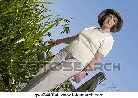 Senior woman watering plants View Large Photo Image Picture - Senior woman watering plants. Fotosearch