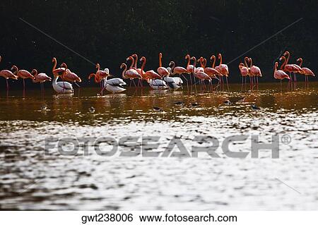 Stock Photograph - Flock of Ria De Celestun birds in water, Yucatan, Mexico. Fotosearch