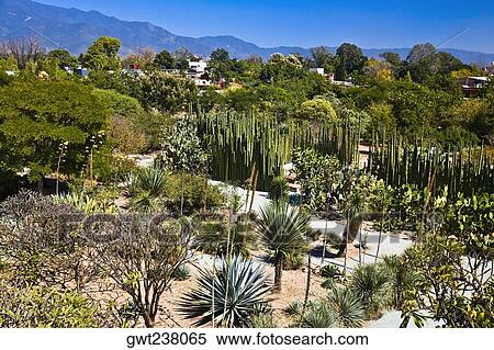 High angle view of plants and trees, Santo Domingo, Oaxaca, Oaxaca State, Mexico View Large Photo Image Stock Photography - High angle view of plants and trees, Santo Domingo, Oaxaca, Oaxaca State, Mexico. Fotosearch