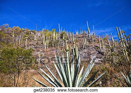 Low angle view of agave plants on a hill, Hierve El Agua, Oaxaca, Oaxaca State, Mexico View Large Photo Image Stock Photography - Low angle view of agave plants on a hill, Hierve El Agua, Oaxaca, Oaxaca State, Mexico. Fotosearch