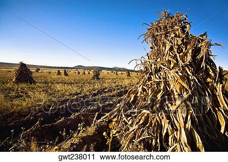 Maize in a harvested field, Hidalgo, Mexico View Large Photo Image Stock Image - Maize in a harvested field, Hidalgo, Mexico. Fotosearch