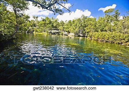 Stock Image - Reflection of trees in water, Tulum, Quintana Roo, Mexico. Fotosearch