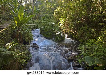 Stream flowing through a forest, Barranca Del Cupatitzio National Park, Uruapan, Michoacan State, Mexico View Large Photo Image Picture - Stream flowing through a forest, Barranca Del Cupatitzio National Park, Uruapan, Michoacan State, Mexico. Fotosearch