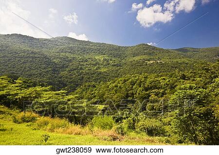 Trees in a forest, Tamasopo, San luis Potosi, Mexico View Large Photo Image Stock Photo - Trees in a forest, Tamasopo, San luis Potosi, Mexico. Fotosearch