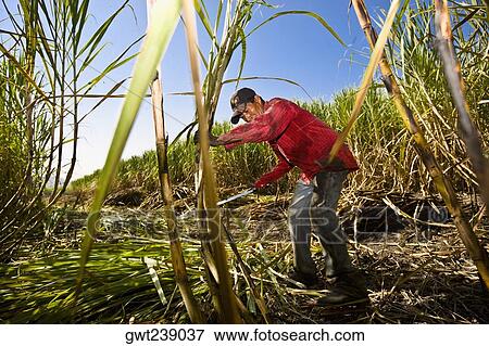 Stock Photo - Farmer harvesting sugar canes in a field, Tamasopo, San Luis Potosi, San Luis Potosi State, Mexico. Fotosearch