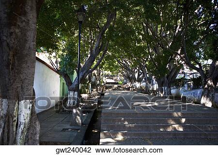 Trees along a path, Cerro Del Fortin, Oaxaca, Oaxaca State, Mexico View Large Photo Image Stock Image - Trees along a path, Cerro Del Fortin, Oaxaca, Oaxaca State, Mexico. Fotosearch