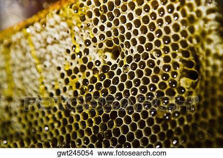 Close-up of a honeycomb, Zacatecas State, Mexico View Large Photo Image Picture - Close-up of a honeycomb, Zacatecas State, Mexico. Fotosearch