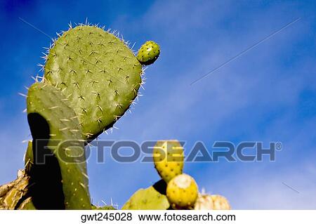 Close-up of a Prickly Pear cactus, Real De Catorce, San Luis Potosi, Mexico View Large Photo Image Stock Photo - Close-up of a Prickly Pear cactus, Real De Catorce, San Luis Potosi, Mexico. Fotosearch