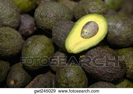 Close-up of avocados, Cuetzalan, Puebla State, Mexico View Large Photo Image Stock Photo - Close-up of avocados, Cuetzalan, Puebla State, Mexico. Fotosearch