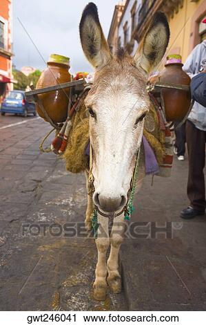 Stock Image - Donkey carrying jars on its back, Zacatecas State, Mexico. Fotosearch