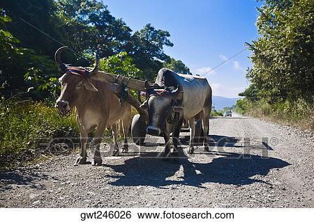 Ox cart on a dirt road, Tamasopo, San Luis Potosi, Mexico View Large Photo Image Stock Photograph - Ox cart on a dirt road, Tamasopo, San Luis Potosi, Mexico. Fotosearch