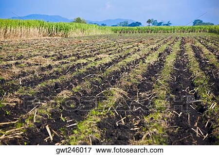 Panoramic view of a plowed field, Tamasopo, San Luis Potosi, Mexico View Large Photo Image Stock Photo - Panoramic view of a plowed field, Tamasopo, San Luis Potosi, Mexico. Fotosearch