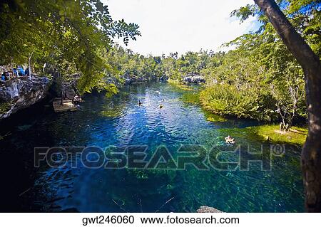 Trees along a river, Playa Del Carmen, Quintana Roo, Mexico View Large Photo Image Stock Image - Trees along a river, Playa Del Carmen, Quintana Roo, Mexico. Fotosearch