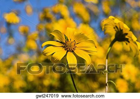 Close-up of a flower, Arrazola, Oaxaca State, Mexico View Large Photo Image Stock Photo - Close-up of a flower, Arrazola, Oaxaca State, Mexico. Fotosearch