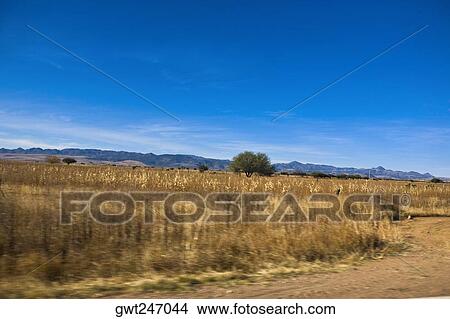 Dry grass on a landscape, Sombrerete, Zacatecas State, Mexico View Large Photo Image Picture - Dry grass on a landscape, Sombrerete, Zacatecas State, Mexico. Fotosearch