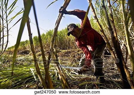 Farmer harvesting sugar canes in a field, Tamasopo, San Luis Potosi, San Luis Potosi State, Mexico View Large Photo Image Stock Image - Farmer harvesting sugar canes in a field, Tamasopo, San Luis Potosi, San Luis Potosi State, Mexico. Fotosearch