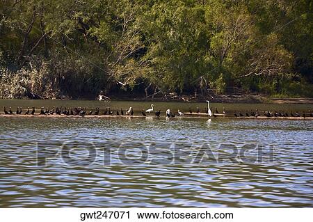 Flock of birds perching on a trail, Sumidero Canyon, Chiapas, Mexico View Large Photo Image Stock Image - Flock of birds perching on a trail, Sumidero Canyon, Chiapas, Mexico. Fotosearch