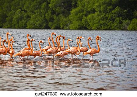 Flock of Ria De Celestun birds in water, Yucatan, Mexico View Large Photo Image Stock Image - Flock of Ria De Celestun birds in water, Yucatan, Mexico. Fotosearch