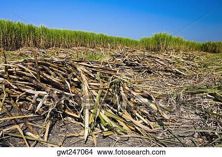 Picture - Heaps of sugar cane in a field, Tamasopo, San Luis Potosi, Mexico. Fotosearch