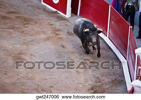 High angle view of a bull running in a bullring, Plaza De Toros San Marcos, Aguascalientes, Mexico View Large Photo Image Stock Photograph - High angle view of a bull running in a bullring, Plaza De Toros San Marcos, Aguascalientes, Mexico. Fotosearch