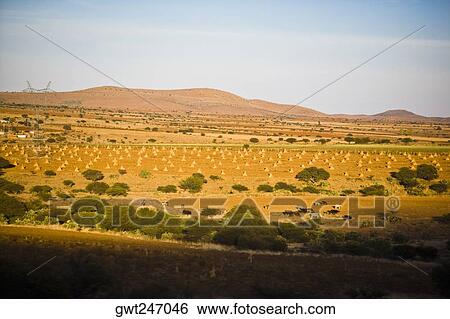 Stock Photograph - High angle view of cattle in a farm, Zacatecas State, Mexico. Fotosearch