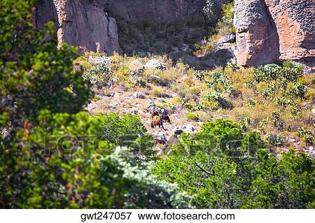 High angle view of five animals grazing in a field, Sierra De Organos, Sombrerete, Zacatecas State, Mexico View Large Photo Image Stock Photo - High angle view of five animals grazing in a field, Sierra De Organos, Sombrerete, Zacatecas State, Mexico. Fotosearch