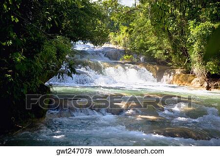 Waterfall in a forest, Agua Azul Waterfalls, Chiapas, Mexico View Large Photo Image Stock Photo - Waterfall in a forest, Agua Azul Waterfalls, Chiapas, Mexico. Fotosearch