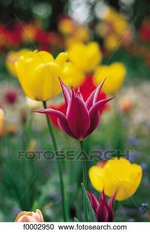 植物相 野生生物 花 チューリップ 花弁 黄色 赤 ストックイメージ F Fotosearch