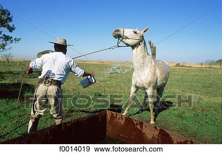 animal, South America, open air, travel exterior, travel, Argentina View Large Photo Image Stock Photo - animal, South America, open air, travel exterior, travel, Argentina. Fotosearch