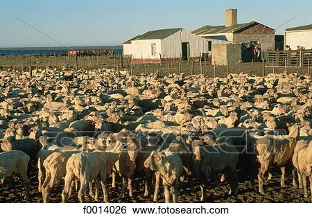 animal, South America, open air, travel exterior, travel, Argentina View Large Photo Image Stock Photograph - animal, South America, open air, travel exterior, travel, Argentina. Fotosearch