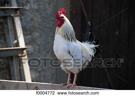 animals, tamed animal, bird, white, animal View Large Photo Image Stock Image - animals, tamed animal, bird, white, animal. Fotosearch