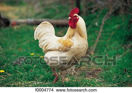 Picture - animals, white, bird, tamed animal, animal. Fotosearch