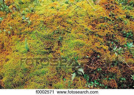 backgrounds, fmoss, background, open air, exterior, autumn View Large Photo Image Stock Image - backgrounds, fmoss, background, open air, exterior, autumn. Fotosearch
