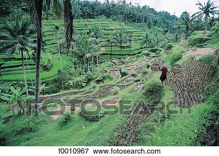 Bali, travel, travel South East Asia, Asia, Indonesia, exterior, open air View Large Photo Image Stock Photo - Bali, travel, travel South East Asia, Asia, Indonesia, exterior, open air. Fotosearch
