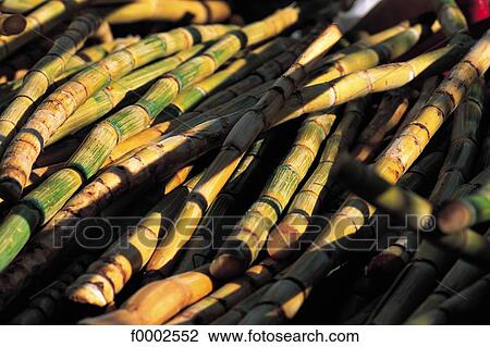 bamboo, exterior, open air, background, backgrounds View Large Photo Image Stock Image - bamboo, exterior, open air, background, backgrounds. Fotosearch