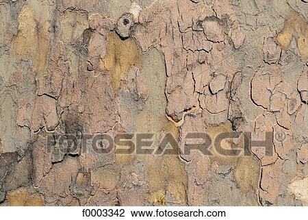 bark, tree trunk, plane tree, material, exterior, open air View Large Photo Image Stock Image - bark, tree trunk, plane tree, material, exterior, open air. Fotosearch