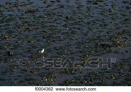 Stock Image - beach, beaches, sea, sand, animal, animals, bird. Fotosearch