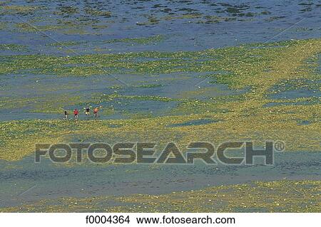 Picture - beach, beaches, sea, sand, coastal landscape, coast, littoral. Fotosearch