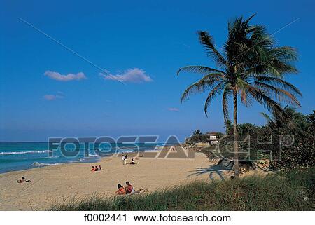beach, beaches, sea, sand, palm tree, tourism, landscape View Large Photo Image Stock Image - beach, beaches, sea, sand, palm tree, tourism, landscape. Fotosearch
